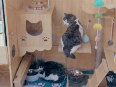 ��èū���ٶȹ���ʦ����ȫ���׸�AI����è��